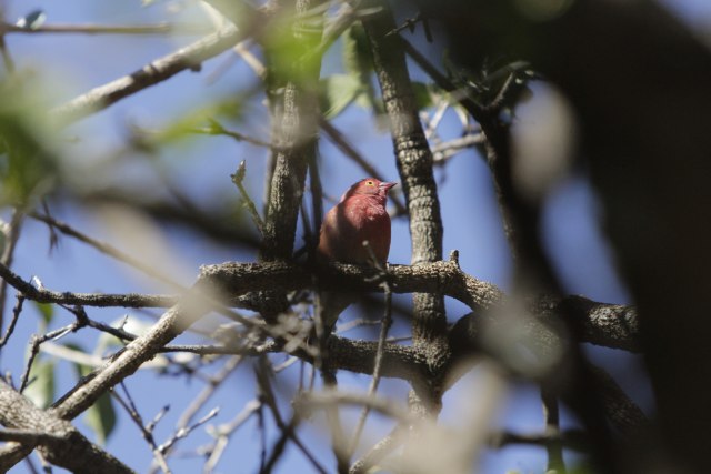 Nyaringnya Kicauan Burung di Hutan Kota Harare Zimbabwe (4)