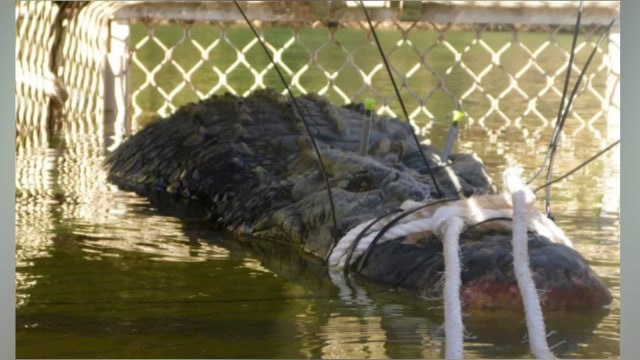 Buaya seberat 600kg ditangkap di Australia (Foto: AFP)