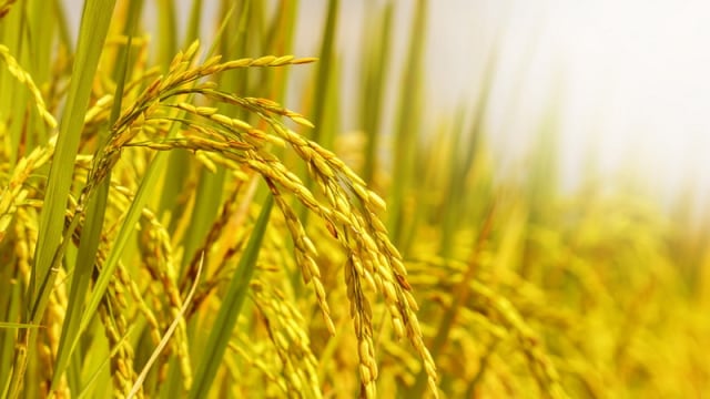Ilmu Padi