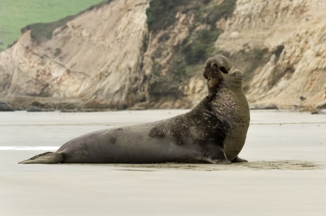 Elephant Seal Dapat Menahan Napas Selama 2 Jam