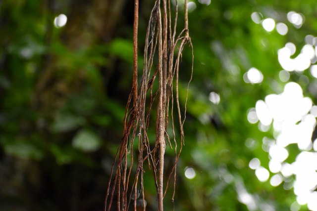 Ilustrasi akar gantung (Foto: Thinkstock)