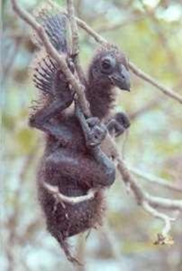 Hoatzin, Burung yang Memiliki Tangan