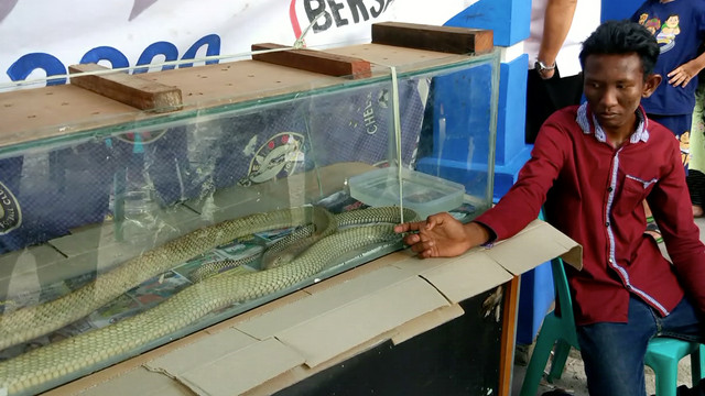 Ular King Cobra yang menggigit Rizky belum dievakuasi (Foto: kumparan)