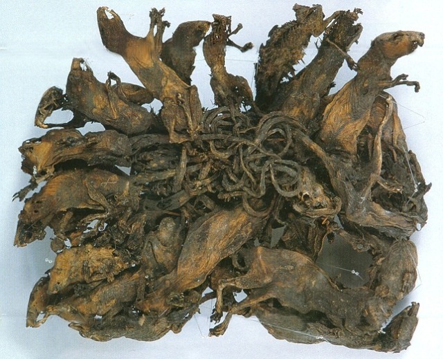 Rat King, Fenomena Langka Ekor Tikus Saling Terlilit