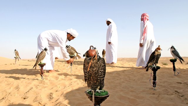 Falconry di Dubai. (Foto: Dok. Dubai Tourism)