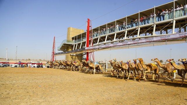 Balapan unta di Dubai. (Foto: Dok. Dubai Tourism)