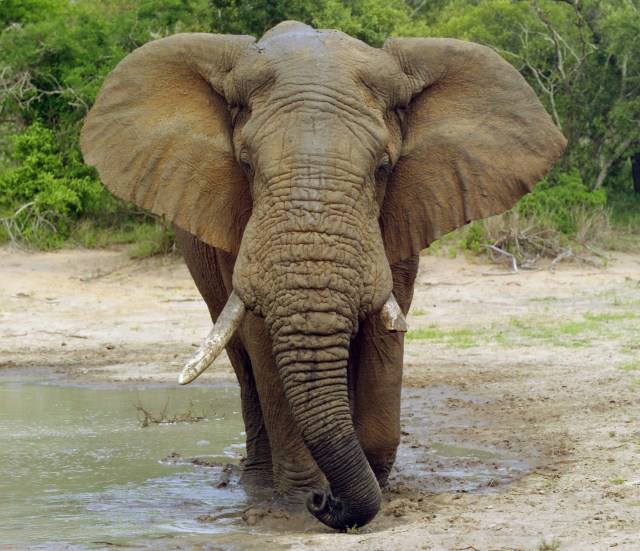 Gajah Berhasil Lulus Tes Cermin