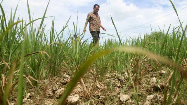 Petugas Dinas Pertanian Tanaman Pangan Dan Hortikultura Aceh Barat melakukan peninjauan dan pendataan sawah tadah hujan yang mengering di Desa Liceh, Bubon, Aceh Barat, Aceh, Jumat (6/7). Foto: ANTARA FOTO/Syifa Yulinnas