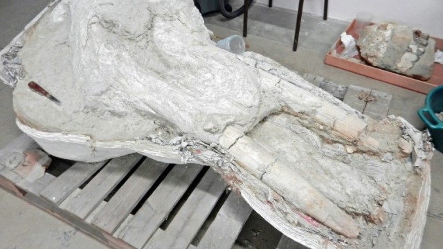 Fosil Gomphoterium Pyrenaicum (Foto: AFP/Musee d'Histoire Naturelle de Toulouse)