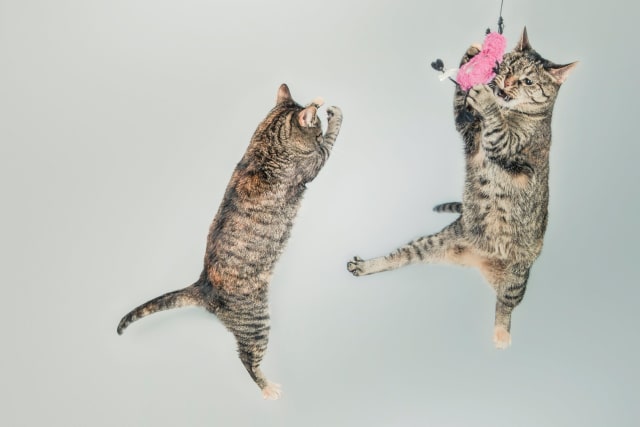 Bisakah Kucing Hidup Tanpa Ekor?