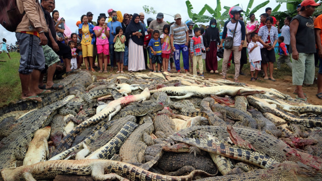 Warga melihat ratusan bangkai buaya usai dibantai warga setempat di Kabupaten Sorong, Papua Barat, Sabtu (14/7). (Foto: Antara/Olha Mulalinda)