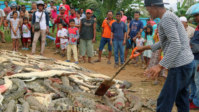 Warga melihat ratusan bangkai buaya usai dibantai warga setempat di Kabupaten Sorong, Papua Barat, Sabtu (14/7). (Foto: Antara/Olha Mulalinda)