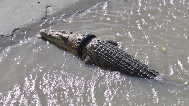 Seekor buaya yang terjerat ban bekas sepeda motor muncul di permukaan air di Muara Sungai di Palu, Sulawesi Tengah, Sabtu (14/7). (Foto: Antra/Mohamad Hamzah)