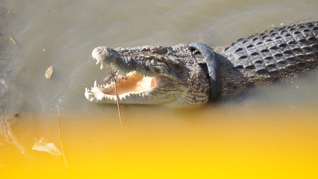 Seekor buaya yang terjerat ban bekas sepeda motor muncul di permukaan air di Muara Sungai di Palu, Sulawesi Tengah, Sabtu (14/7). (Foto: Antra/Mohamad Hamzah)