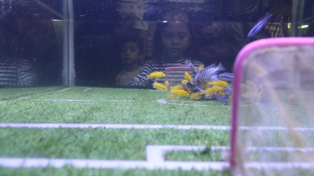 Ikan Chiclid yang berada di dalam World Cup Aquarium. (Foto: Dok. Sea World Ancol)