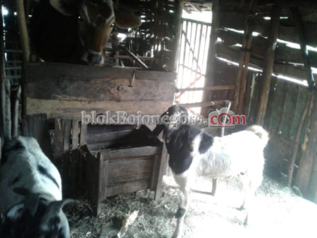 Harga Kambing Masih Murah, Peternak Manfaatkan Momen