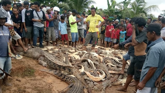 Warga bantai ratusan buaya di Sorong (Foto: Facebook Page Ayo Viral)