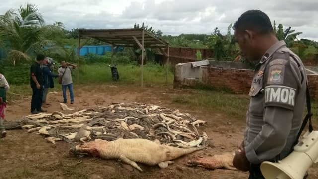 Warga bantai ratusan buaya di Sorong (Foto: Facebook Page Ayo Viral)