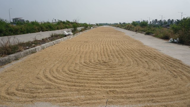 Padi di sawah Rorotan, Cilincing, Jakarta Utara. (Foto: Jamal Ramadhan/kumparan)