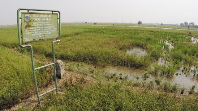 Suasana sawah di Rorotan, Cilincing, Jakarta Utara. (Foto: Jamal Ramadhan/kumparan)