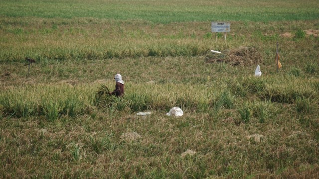 Petani membajak sawah di Rorotan, Cilincing, Jakarta Utara. Foto: Jamal Ramadhan/kumparan