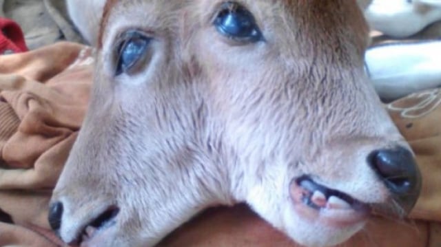 Sapi berkepala dua (Foto: Antara/Istimewa)