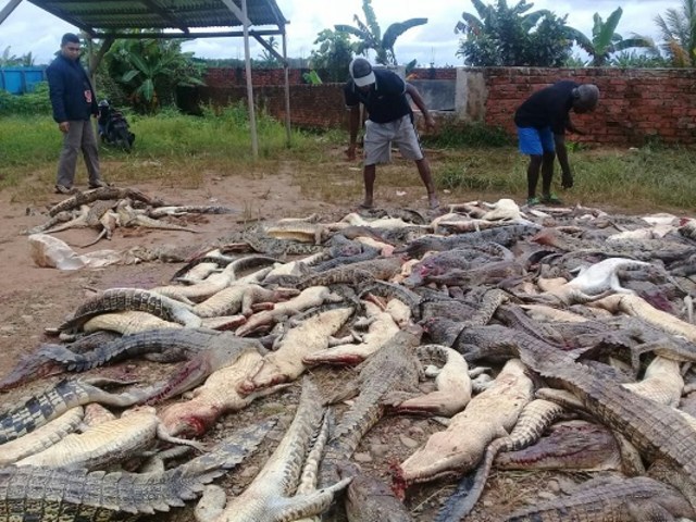 Penangkaran Buaya di Sorong Diklaim Penuhi Standar Keamanan