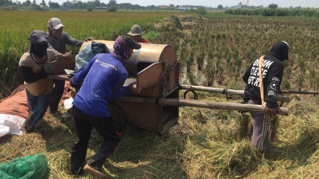 Asmadi Seorang Petani di Marunda, Jakarta Utara (Foto: Abdul Latif/kumparan)