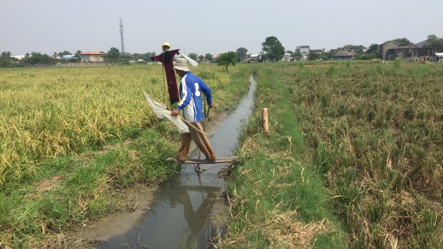 Asmadi Seorang Petani di Marunda, Jakarta Utara (Foto: Abdul Latif/kumparan)