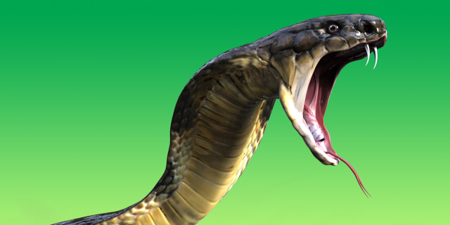 Ilustrasi Ular King Cobra (Foto: shutterstock)