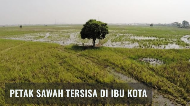 Petak sawah tersisa di Ibu Kota (Foto: Jamal Ramadhan/kumparan)