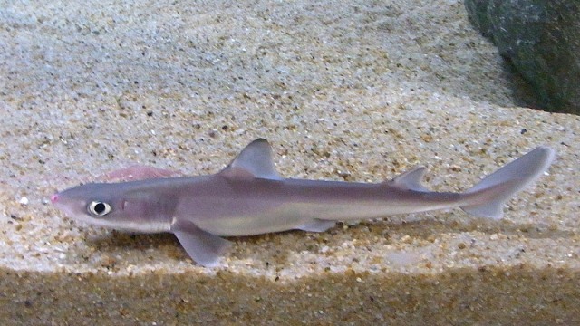 Squalus mitsukurii (Foto: Jordan and Snyder in Jordan and Fowler)