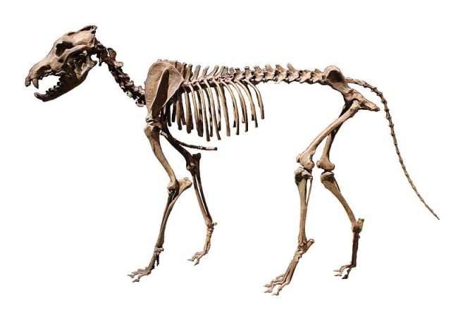 Hewan Mitologi Yang Ternyata Terbukti Ada Di Dunia Nyata