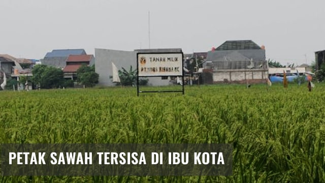 Lahan sawah milik pengembang properti. (Foto: Jamal Ramadhan/kumparan)