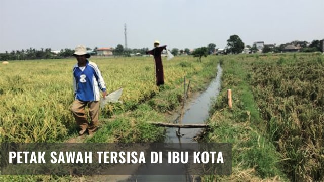 Asmadi, petani penggarap sawah di Jakarta Utara. (Foto: Jamal Ramadhan/kumparan)