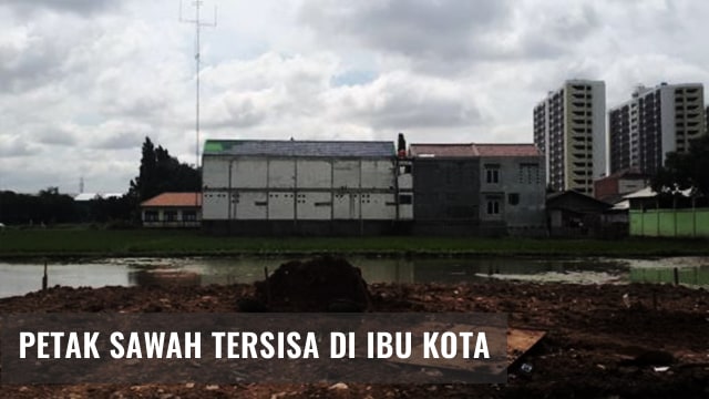 Lahan sawah di Jakarta Utara makin menyusut jadi perumahan. (Foto: Jamal Ramadhan/kumparan)