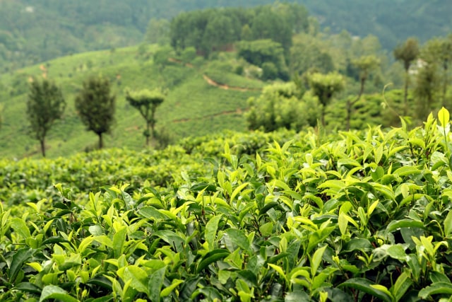 Ilustrasi Kebun teh (Foto: Thinkstock)