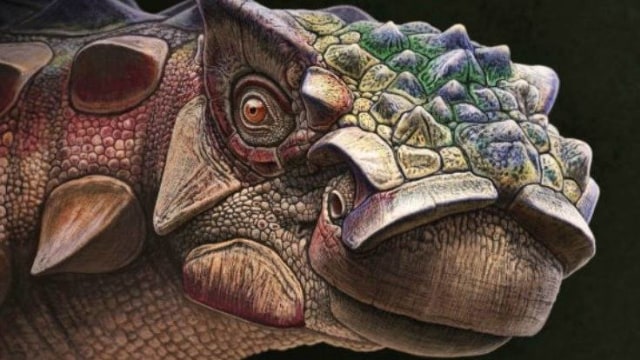 Dinosaurus berkepala runcing, Akainacephalus johnsoni (Foto: Andrey Atuchin and the Denver Museum of Nature & Science)