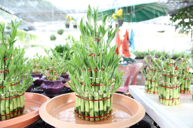 Yuk Kenalan dengan Bambu Rejeki, Si Pembawa Hoki Pada Hunian!