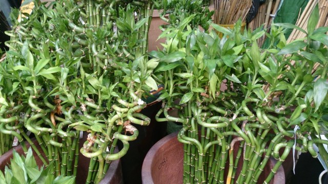 Yuk Kenalan dengan Bambu Rejeki, Si Pembawa Hoki Pada Hunian! (1)