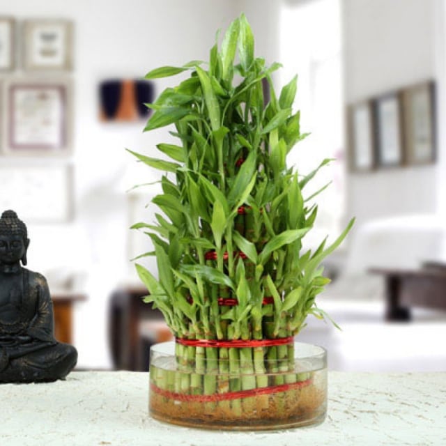 Yuk Kenalan dengan Bambu Rejeki, Si Pembawa Hoki Pada Hunian! (2)