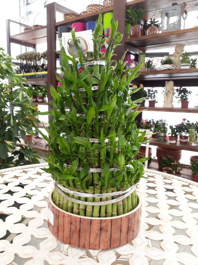 Yuk Kenalan dengan Bambu Rejeki, Si Pembawa Hoki Pada Hunian! (3)