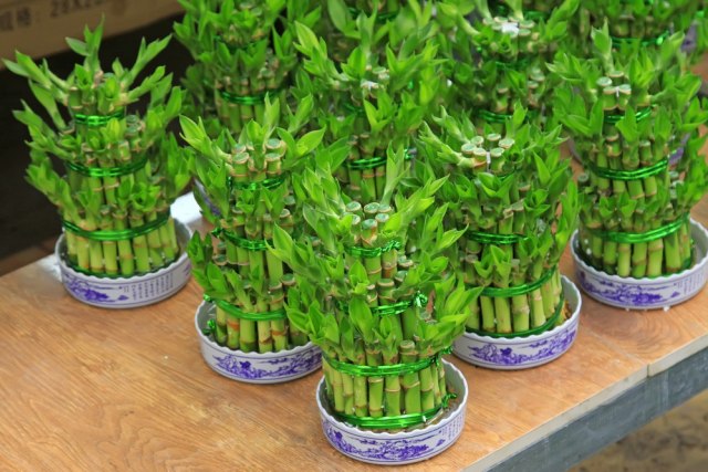 Yuk Kenalan dengan Bambu Rejeki, Si Pembawa Hoki Pada Hunian! (4)