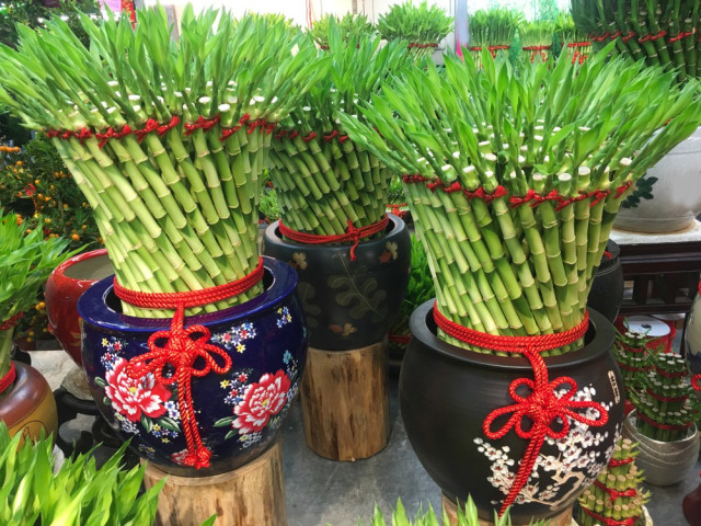 Yuk Kenalan dengan Bambu Rejeki, Si Pembawa Hoki Pada Hunian! (5)