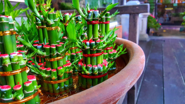 Yuk Kenalan dengan Bambu Rejeki, Si Pembawa Hoki Pada Hunian! (6)