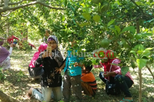 Gratis Masuk Kebun, Omzet Kebun Jeruk Capai Rp7 Juta per Hari