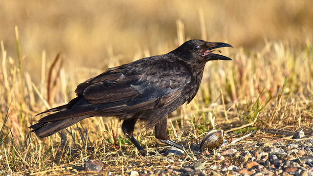 Ilustrasi burung gagak. (Foto: MabelAmber via Pixabay)