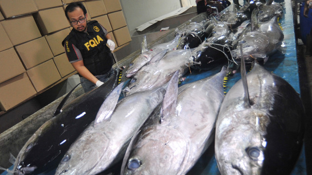 Petugas Balai Karantina Ikan dan Pengendalian Mutu (BKIPM) Padang memeriksa ikan tuna yang baru dibongkar dari kapal, di Pelabuhan Perikanan Samudera Bungus, Padang, Sumatera Barat, Senin (23/7). Foto: ANTARA FOTO/Iggoy el Fitra