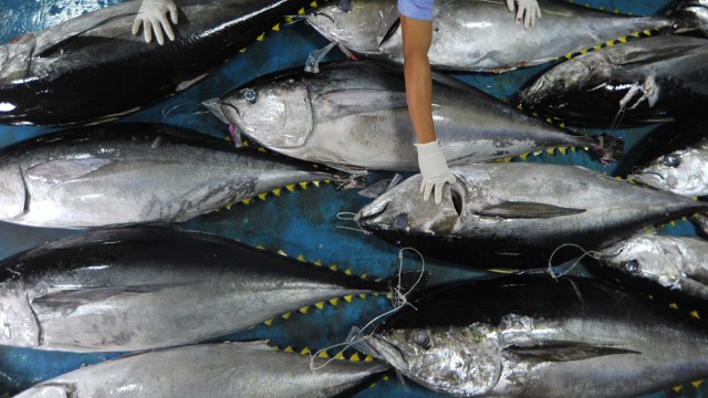 Petugas Balai Karantina Ikan dan Pengendalian Mutu (BKIPM) Padang memeriksa ikan tuna yang baru dibongkar dari kapal, di Pelabuhan Perikanan Samudera Bungus, Padang, Sumatera Barat, Senin (23/7). (Foto:  ANTARA FOTO/Iggoy el Fitra)