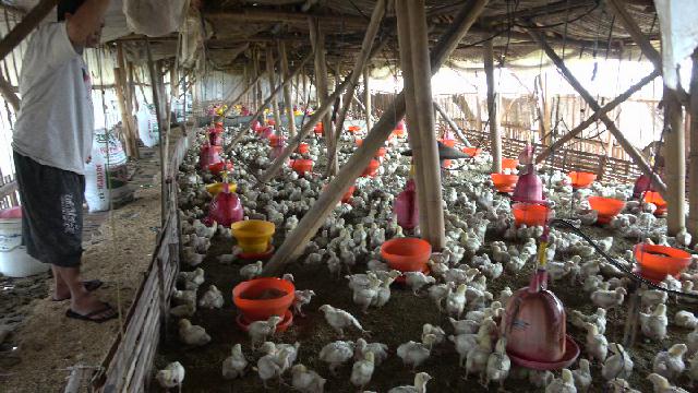 Penggunaan AGP Dilarang, Pemerintah Anjurkan Pakai Antibiotik Herbal